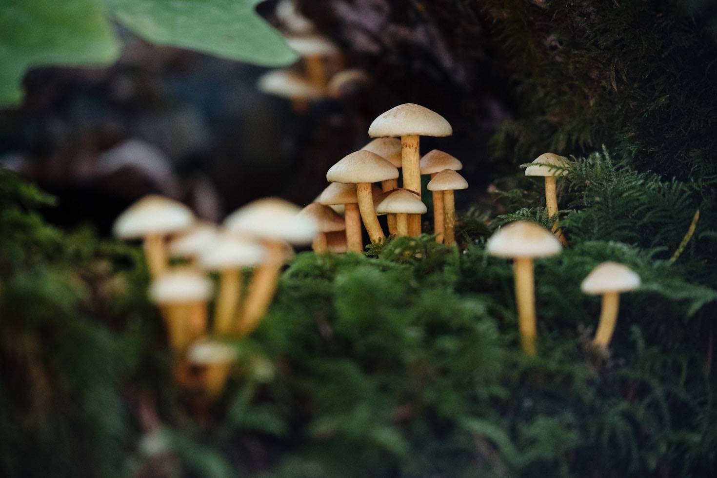 Waldwissen: Was wir von unseren Vorfahren lernen